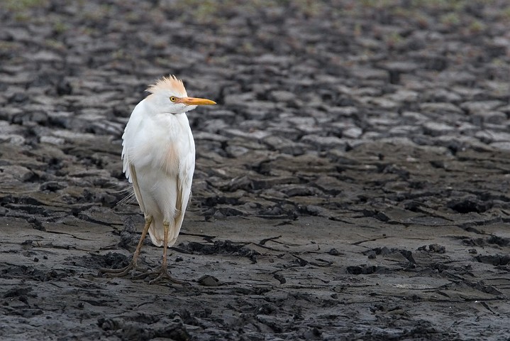 Kuhreiher Bubulcus ibis Cattle Egret